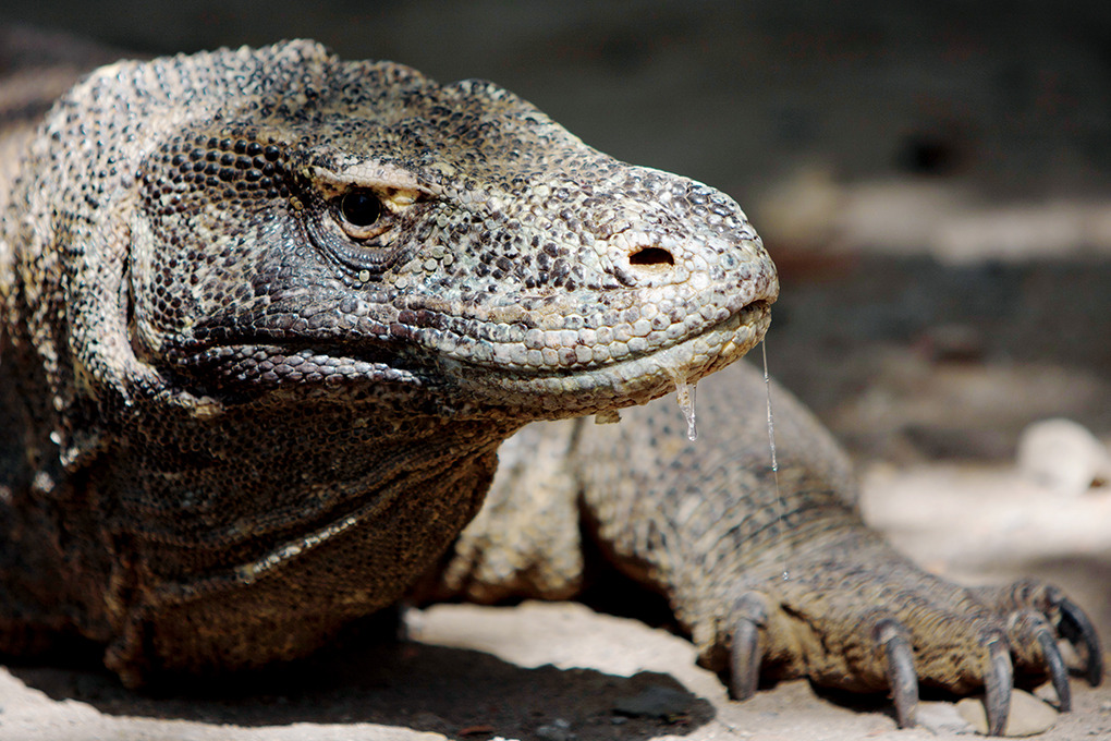 dragon de komodo
