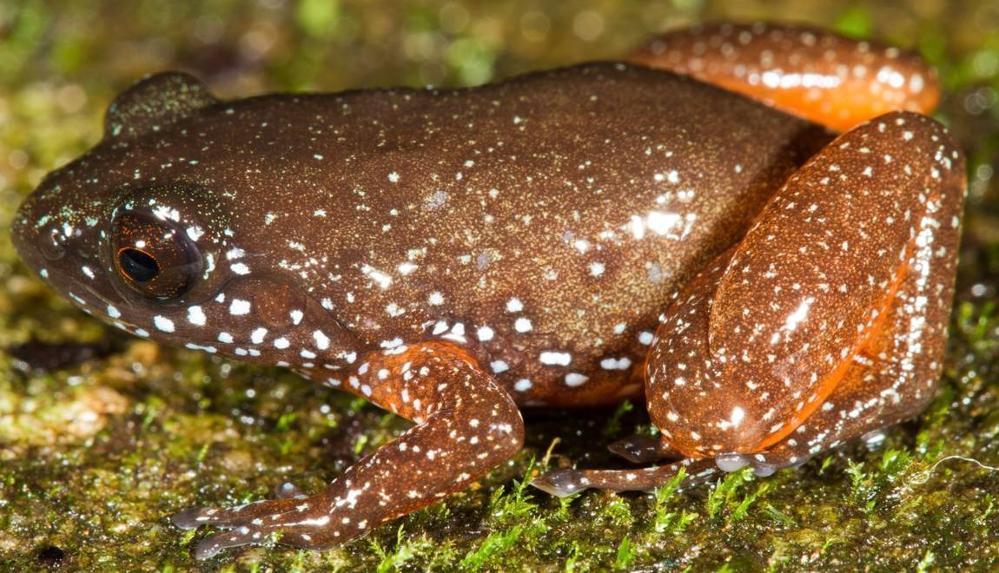 Découverte de la Grenouille Naine Étoilée indienne