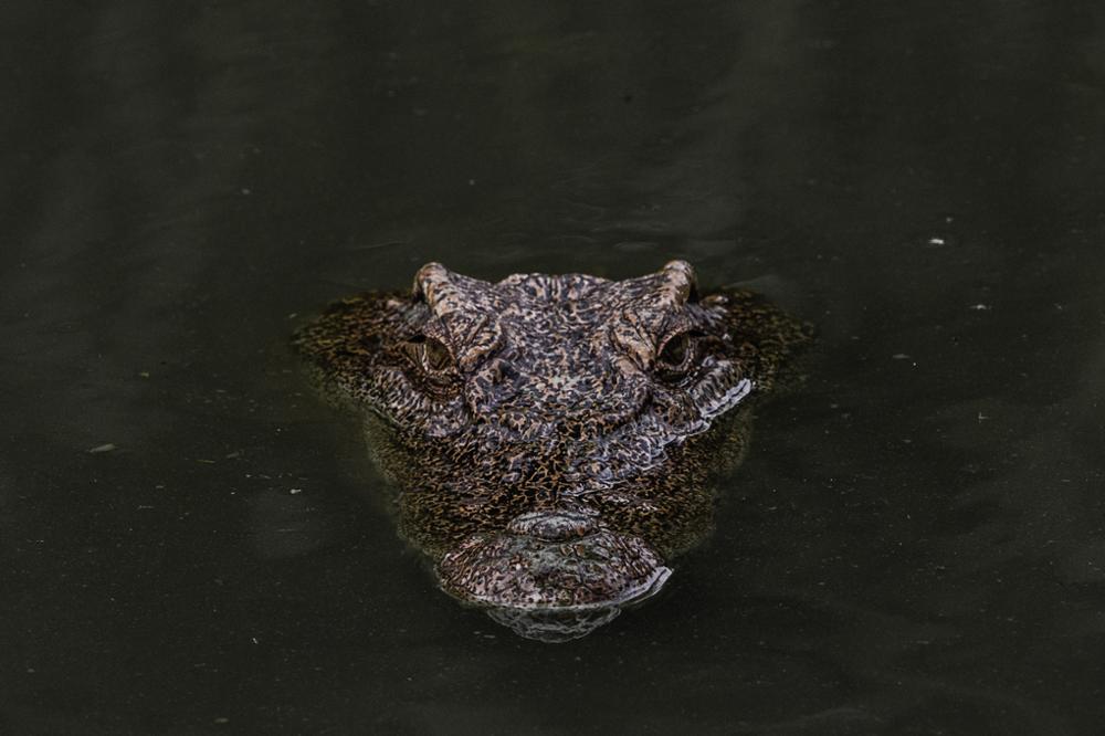 À la recherche des crocodiles perdus