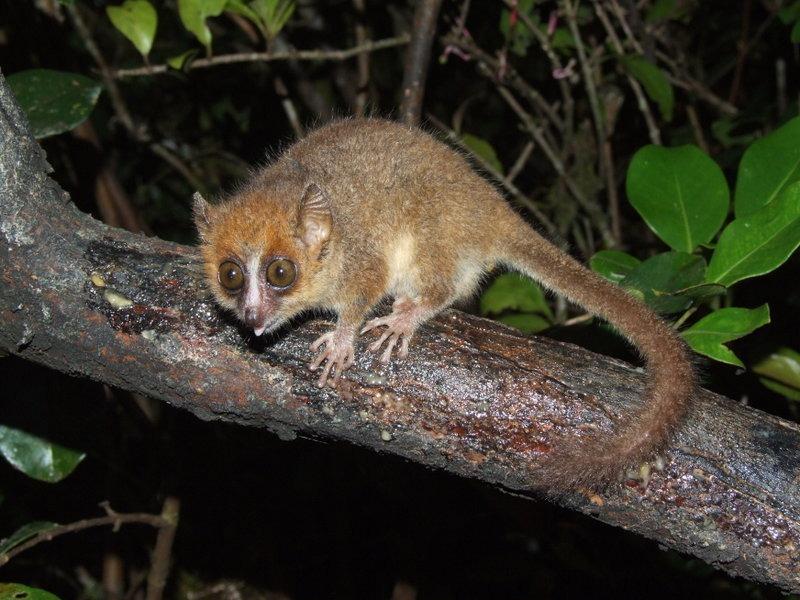 Mouse lemur: a little wonder of nature!