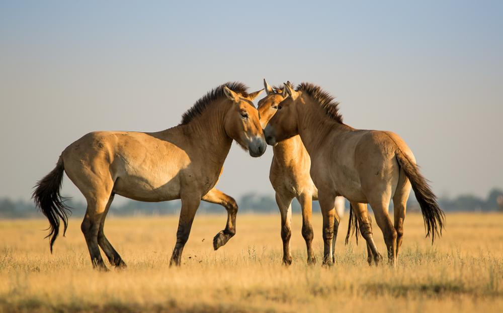 Die Rückkehr von Przewalski Pferden in der Mongolei