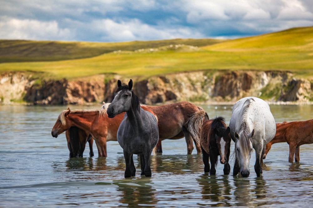 Partir en Mongolie : quel itinéraire choisir ?