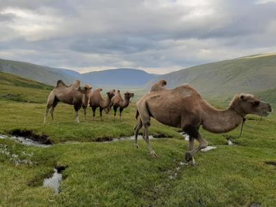 Camel riding