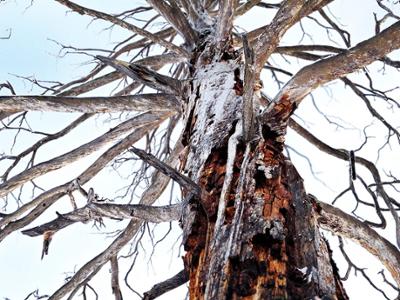 Eej Mod - The Sacred Tree of Mother