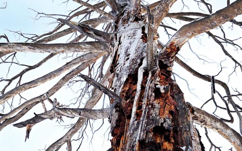 Eej Mod - The Sacred Tree of Mother
