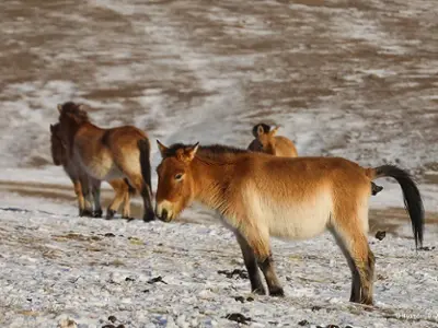 Khustai Nuruu National Park