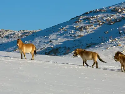 Khustai Nuruu National Park