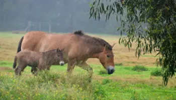 Khustai Nuruu National Park