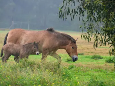 Khustai Nuruu National Park