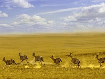 Menen Steppe - Dornod