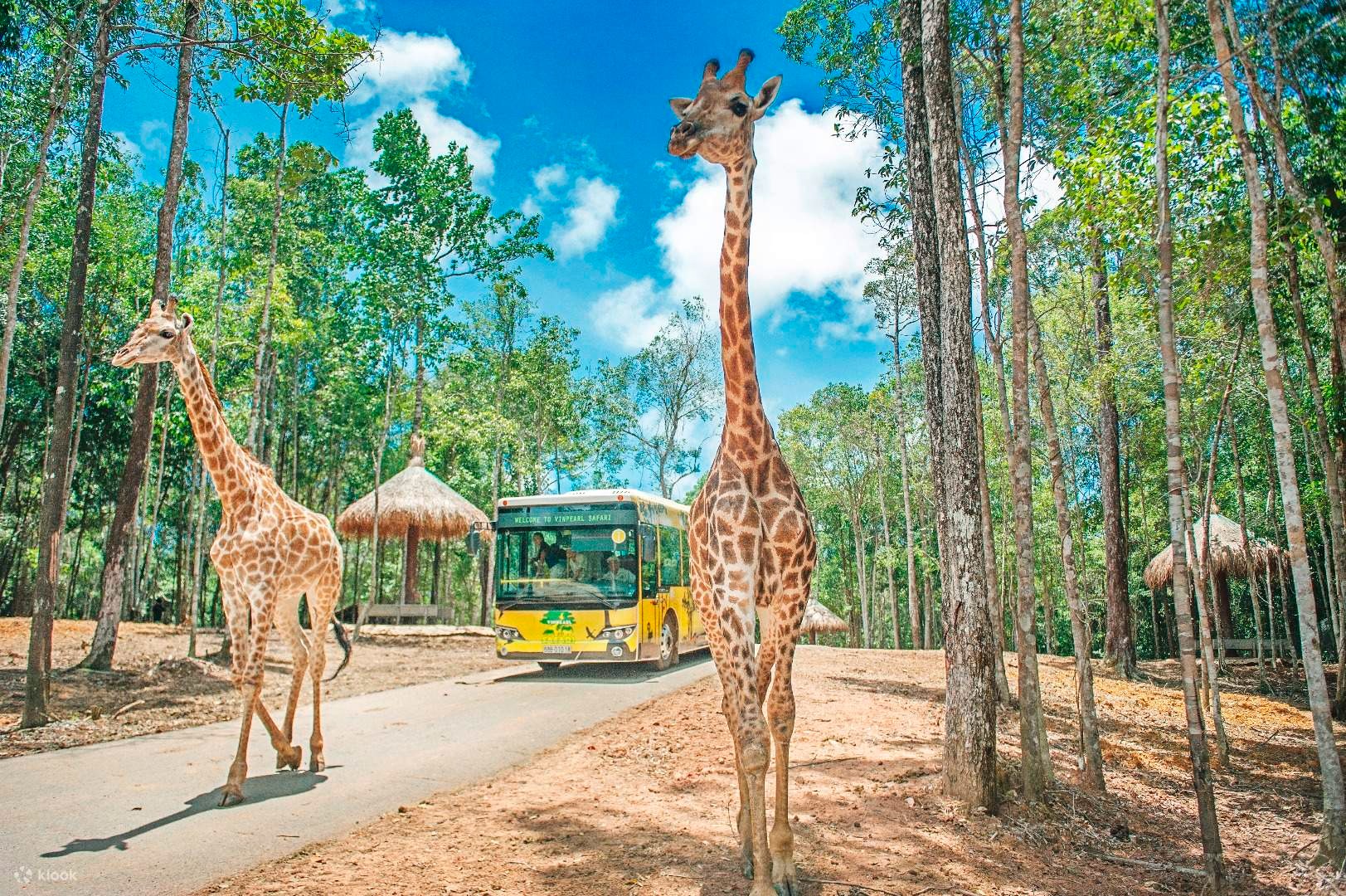 Safari 2