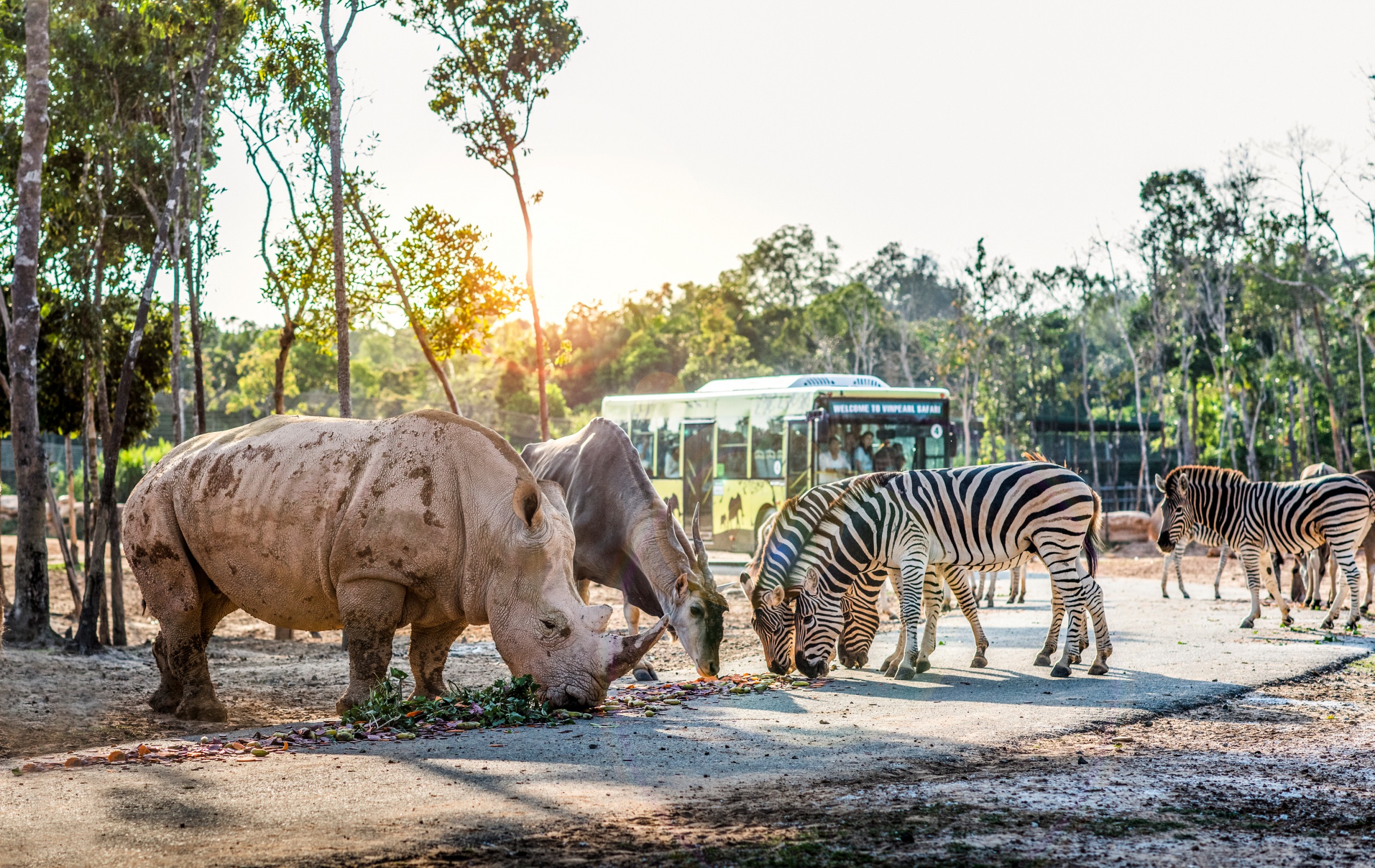 Safari 22