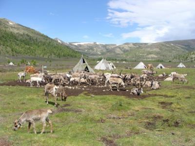 The Mongolian Taiga