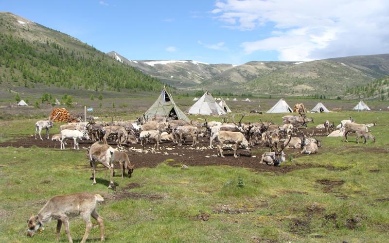 The Mongolian Taiga