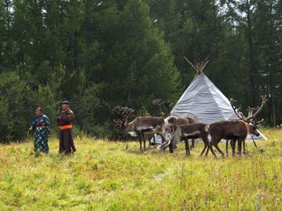 The Mongolian Taiga