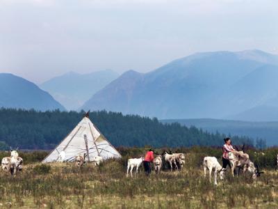 The Mongolian Taiga