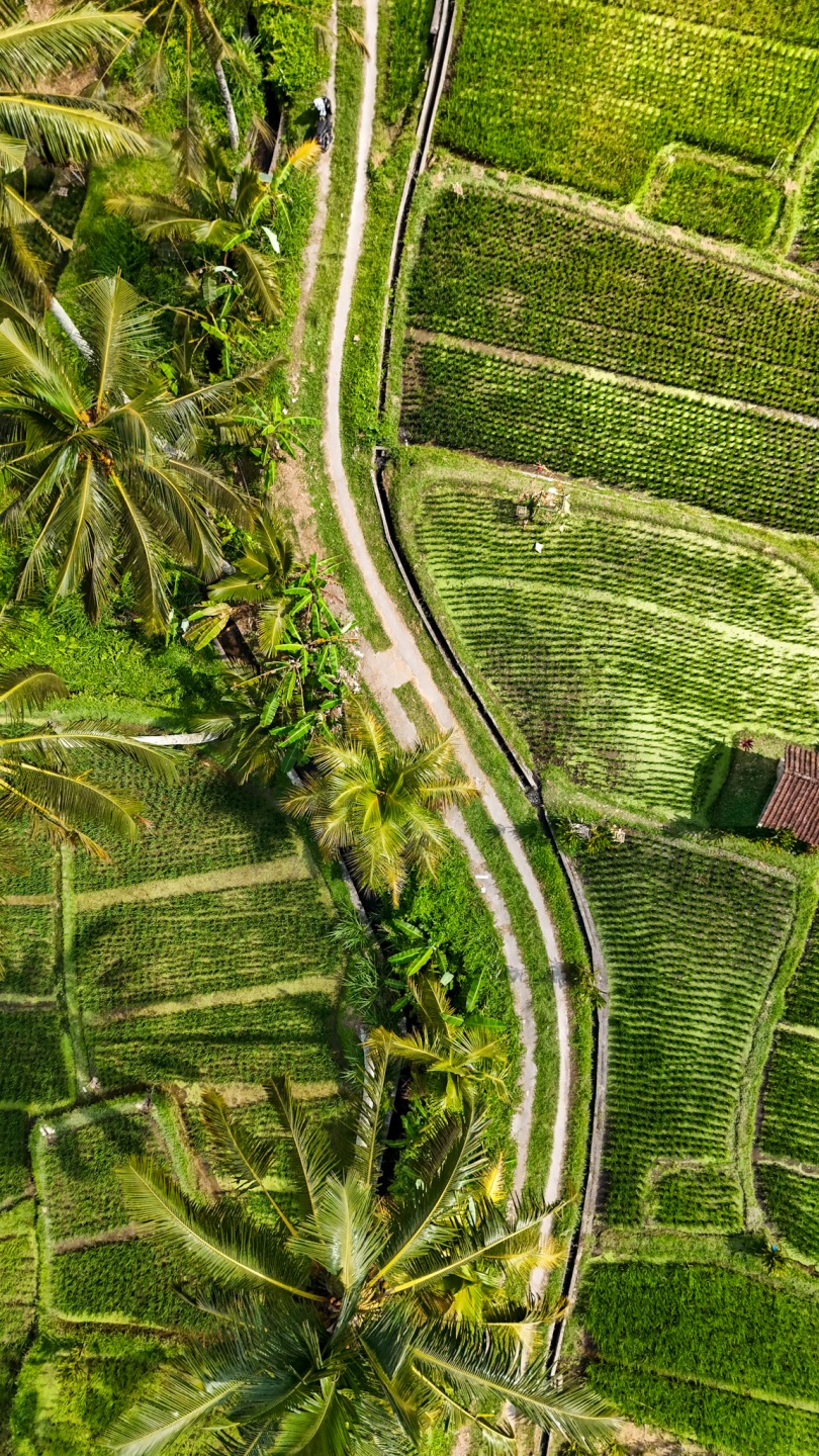 Rizière d'indonésie
