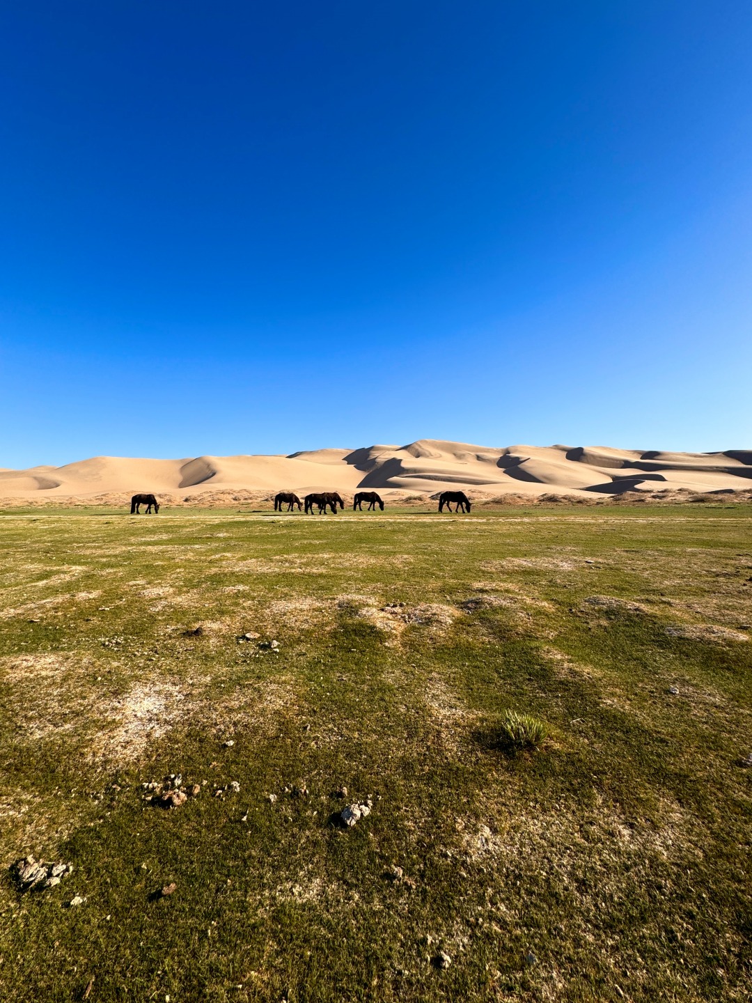 Steppes de Mongolie