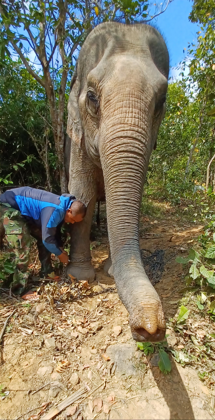 Marcel et l'&eacute;l&eacute;phant Nou Touk au Vietnam