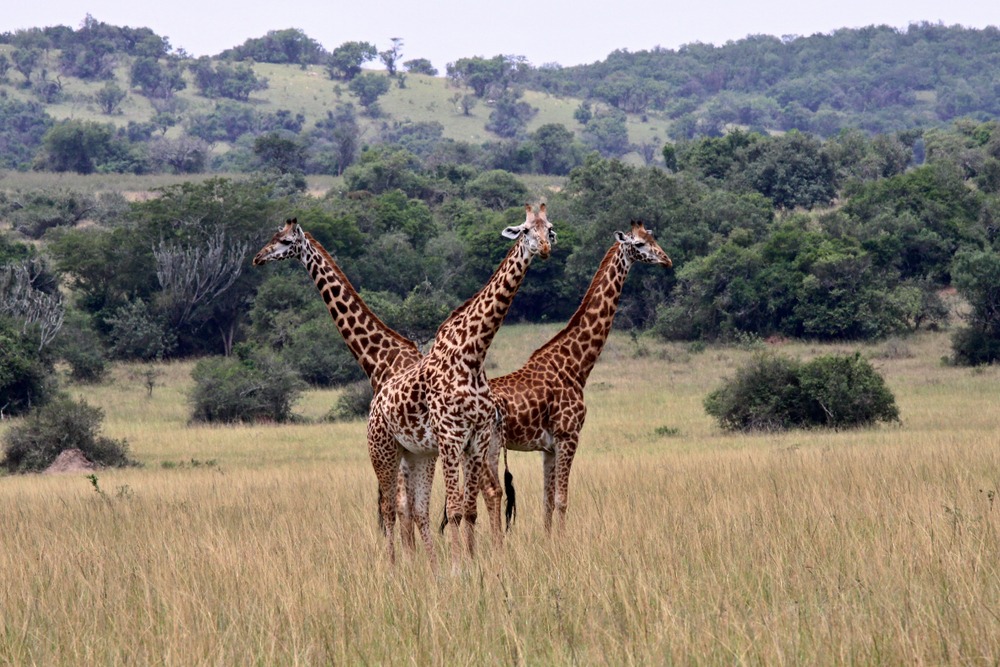 Giraffe dans le parc de l'Akagera