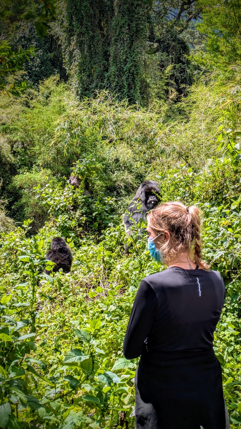 Voir les gorilles au Rwanda : mon rêve d’enfance devenu réalité