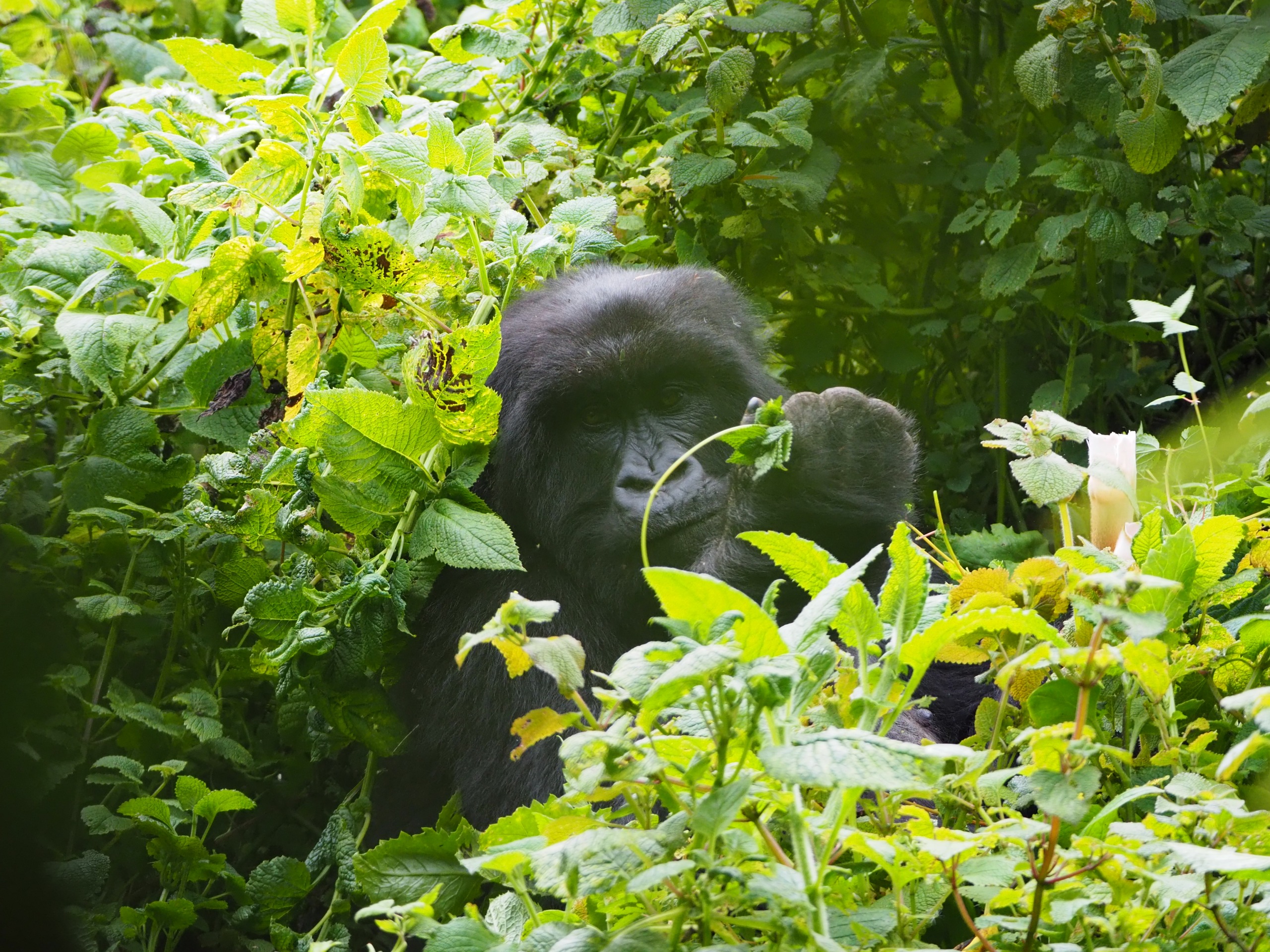 Voyage au Rwanda avec Nomadays : l’expérience inoubliable de Simon entre gorilles et safaris