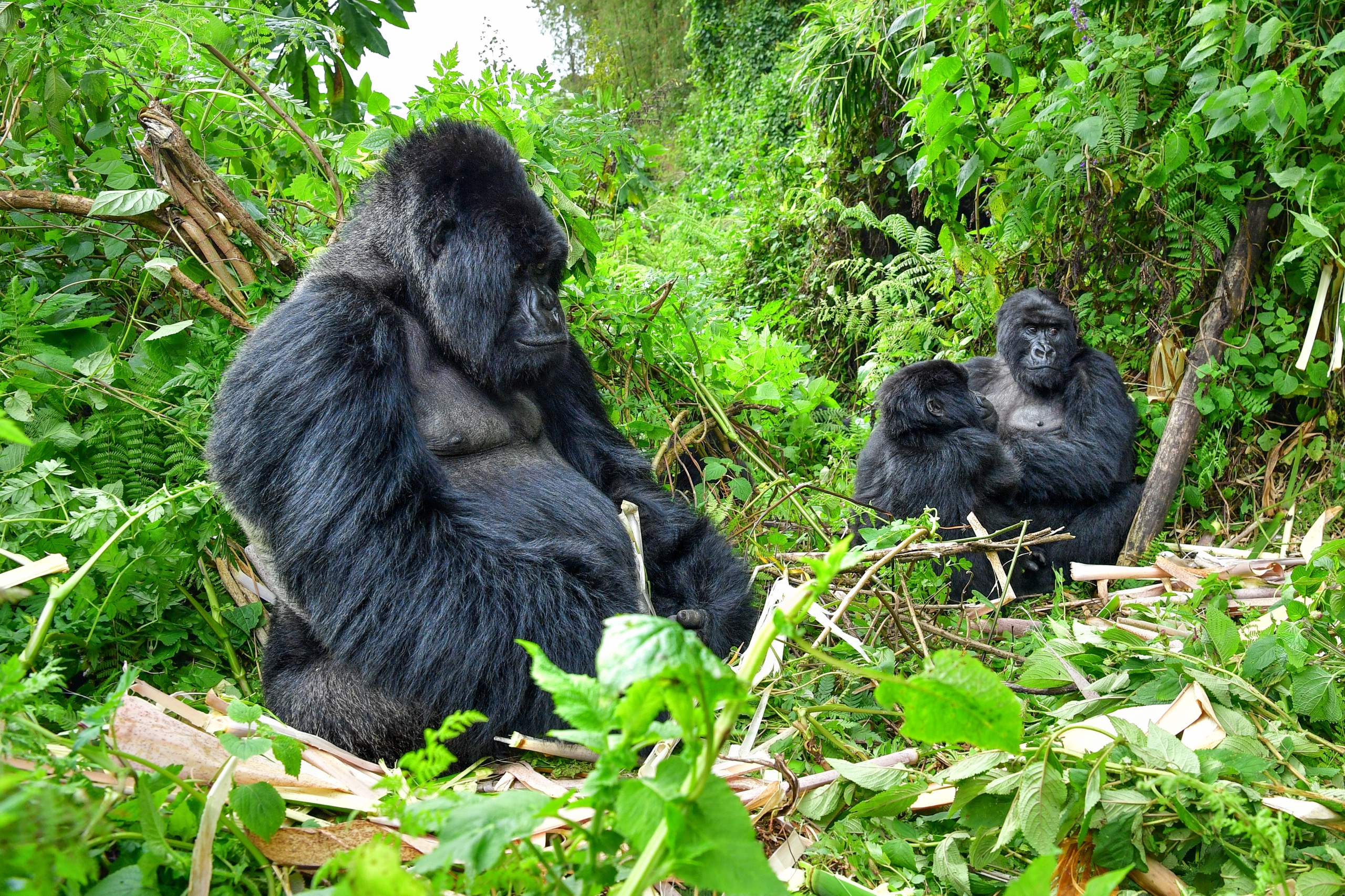 famille gorille des montagnes au Rwanda