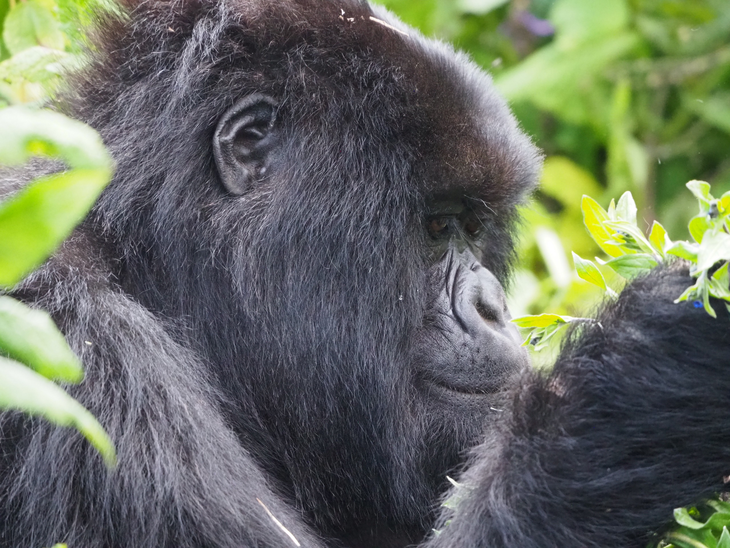 Voyage au Rwanda avec Nomadays : l’expérience inoubliable de Simon entre gorilles et safaris