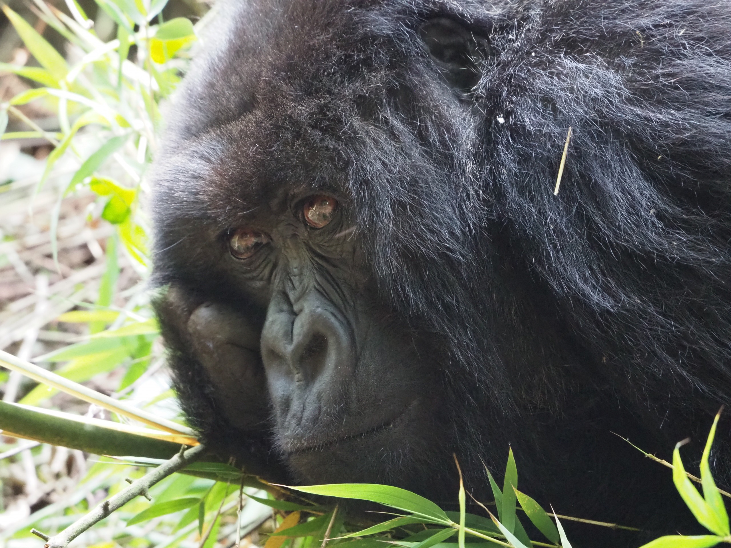 Voyage au Rwanda avec Nomadays : l’expérience inoubliable de Simon entre gorilles et safaris