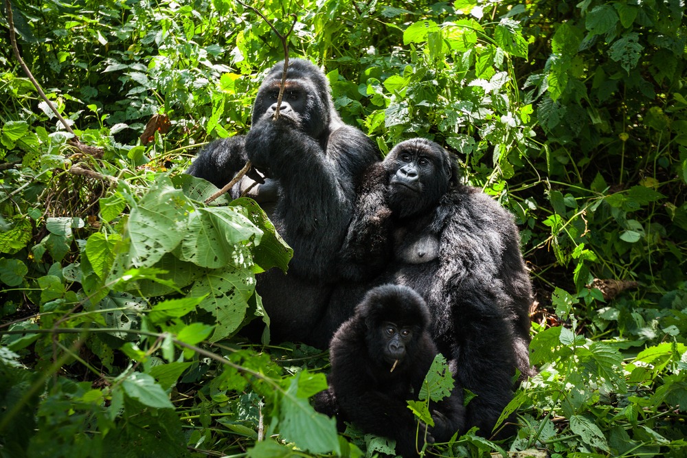 Circuit Aventure sauvage et rencontre gorilles - Rwanda