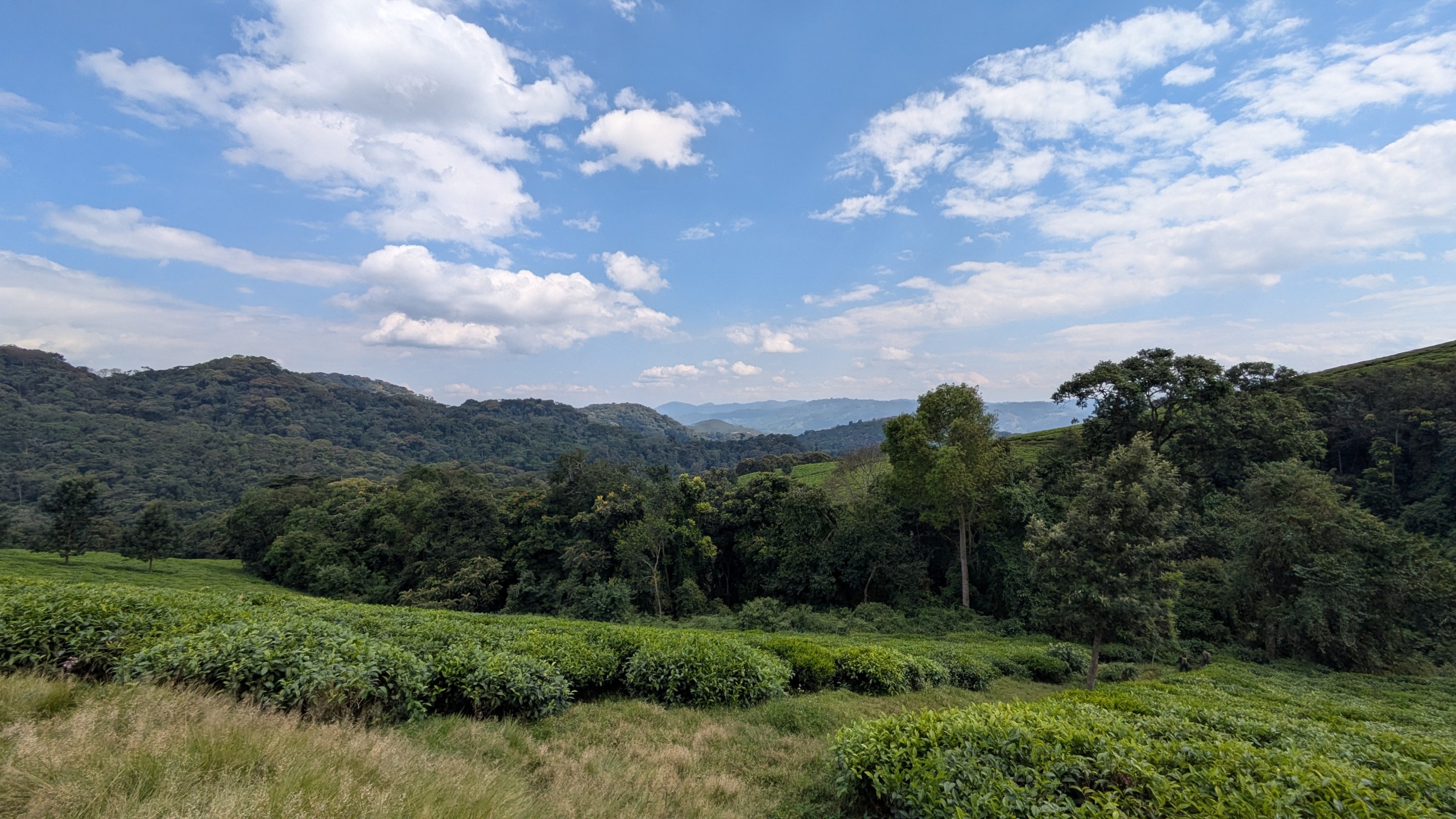 Voyage au Rwanda avec Nomadays : l’expérience inoubliable de Simon entre gorilles et safaris