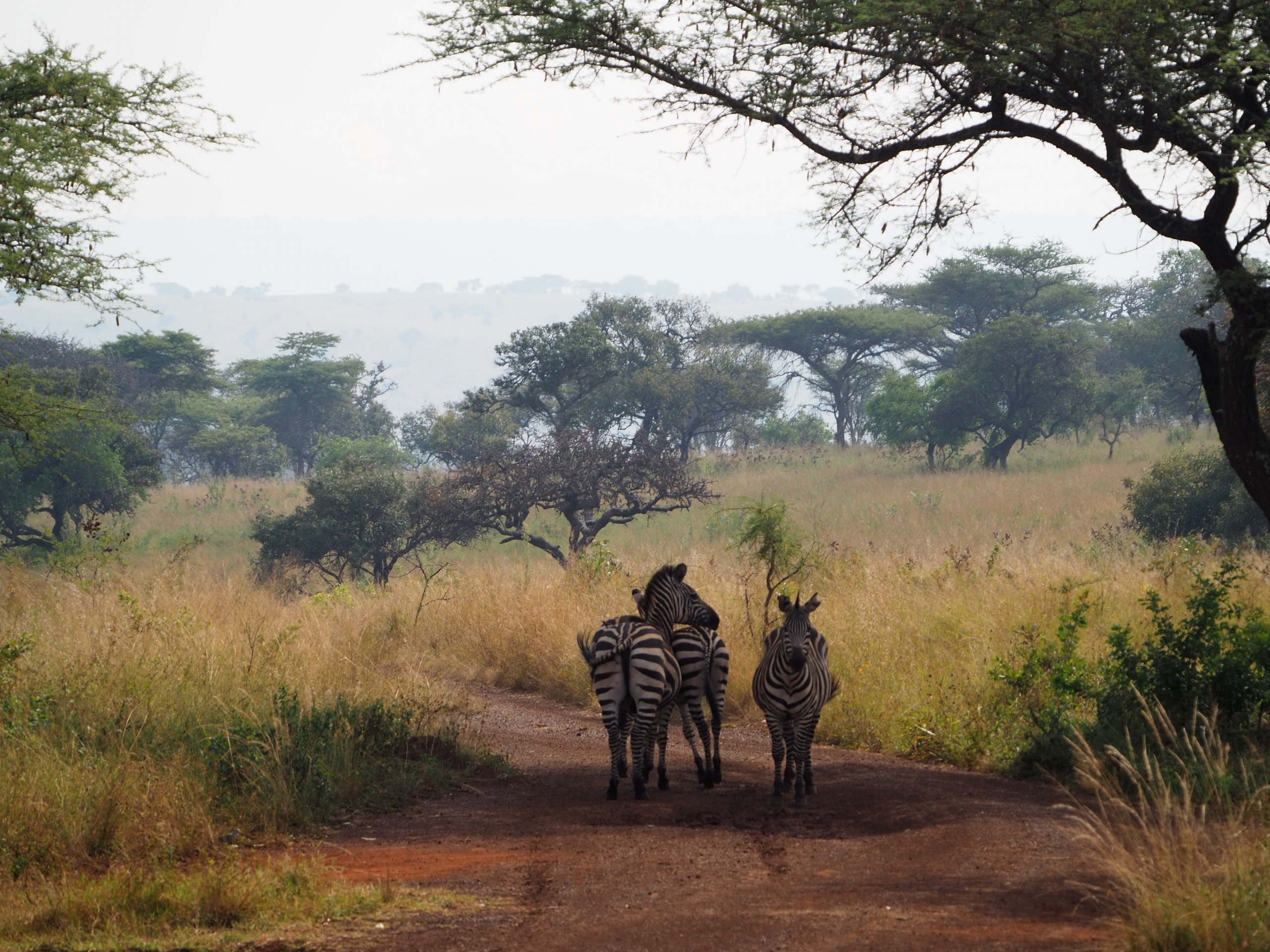 Voyage au Rwanda avec Nomadays : l’expérience inoubliable de Simon entre gorilles et safaris