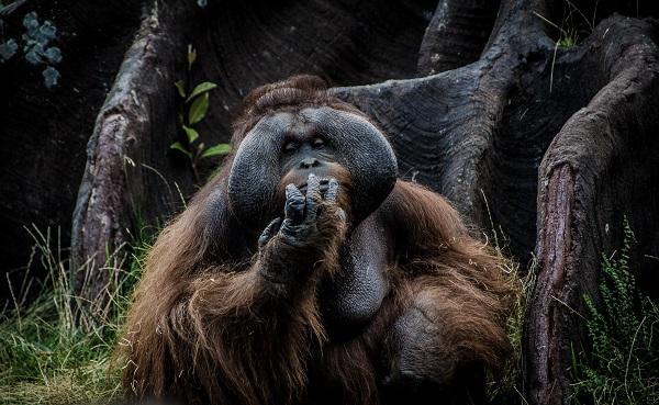 Orang Outan à Sumatra