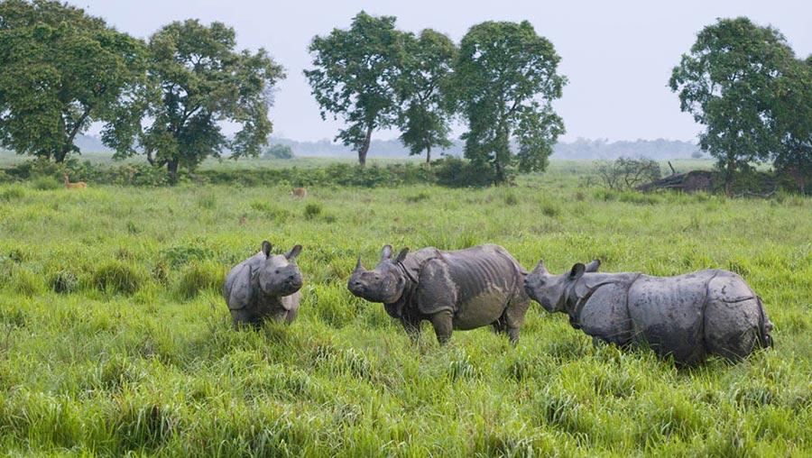 Les parcs nationaux en Inde