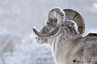 argali marco polo