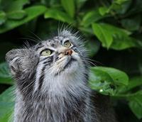 chat pallas