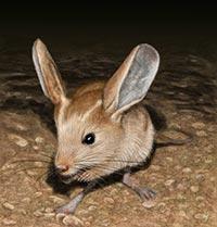 grand Jerboa