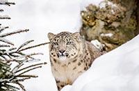 leopard neige