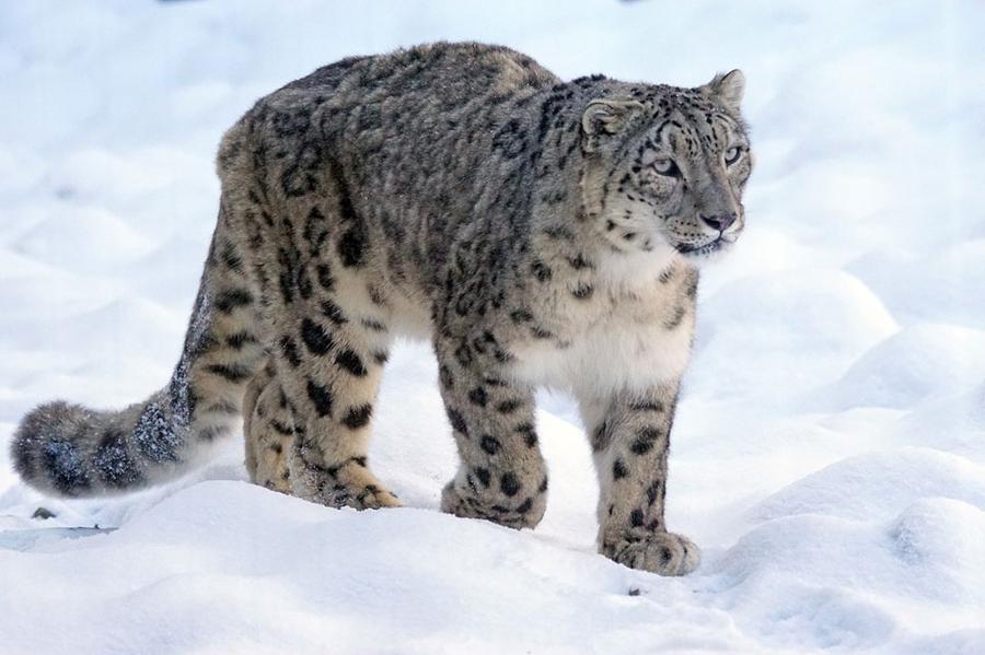 Création d’un sanctuaire pour les léopards des neiges au Kirghizistan
