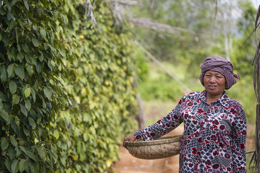 Sur les traces du poivre de Kampot