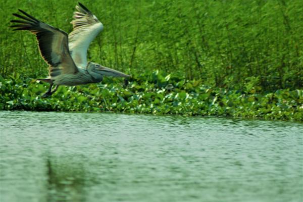 Photo prise lors du Sanctuary Bird Tour. ©Site internet Komnob Airboat Tours.