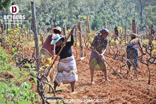 Fianarantsoa, et ses terres viticoles