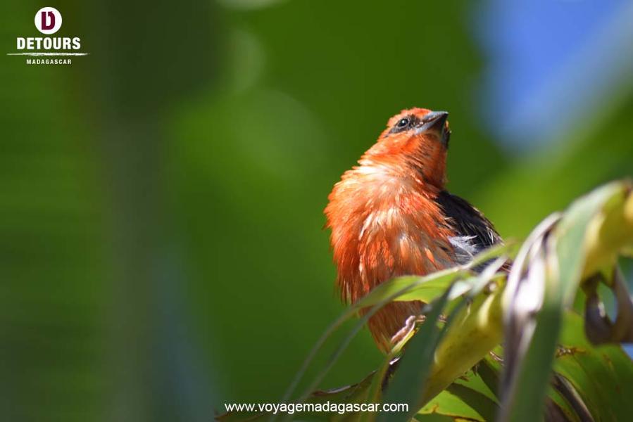 Les oiseaux de Madagascar : dignes représentants de la beauté de la nature malgache