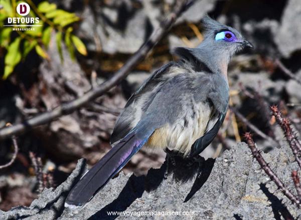 Les oiseaux de Madagascar : dignes représentants de la beauté de la nature malgache