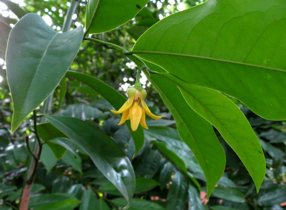 Ylang Ylang: autre perle noire de Madagascar