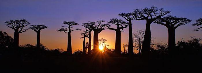 Les produits dérivés du Baobab