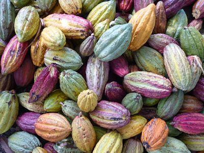 Le cacao de Madagascar, un cacao d’exception