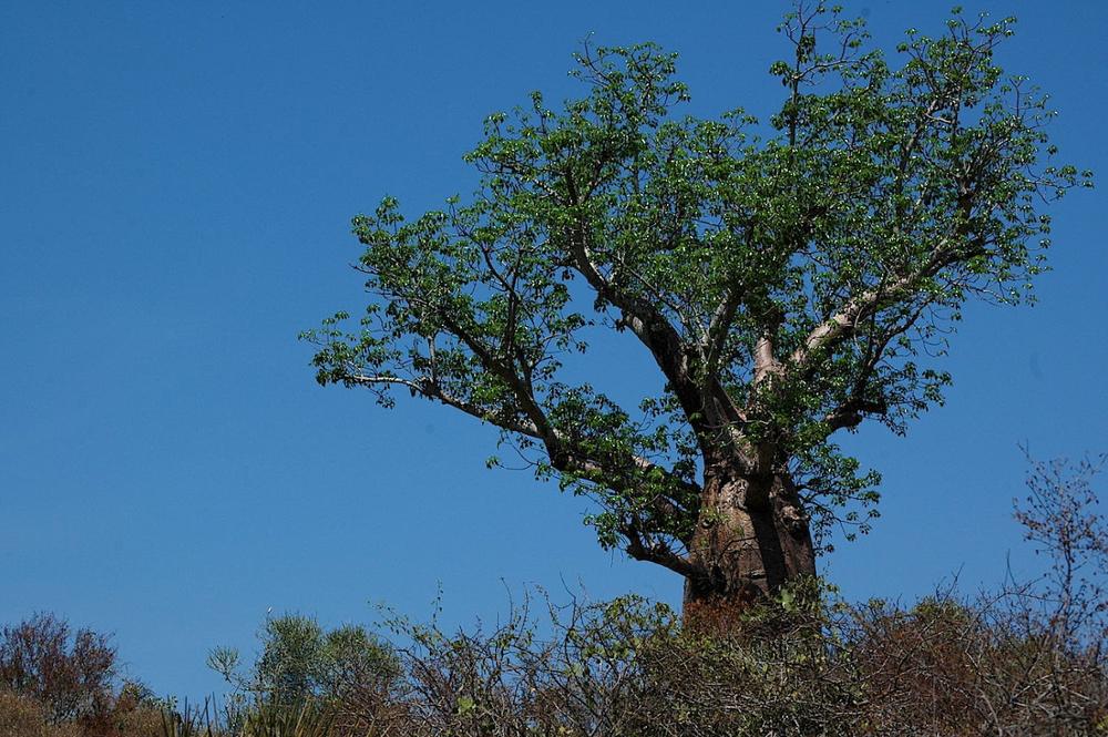 The bewitching Far South of Madagascar