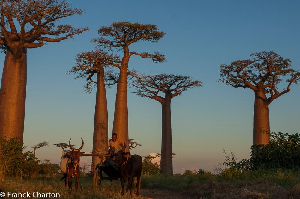 The baobab, the mythical tree of the Malagasy nature