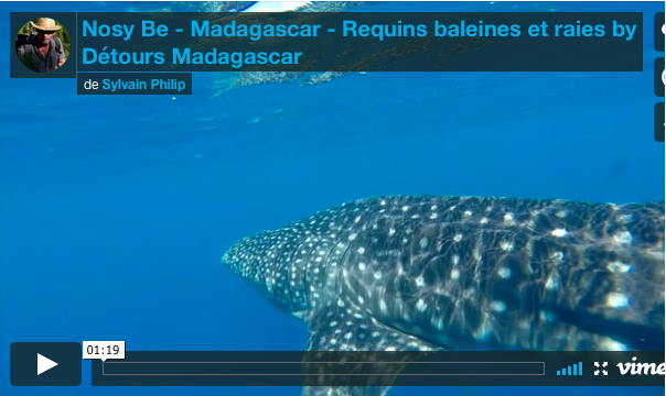Whale shark, rays, whale, turtles, dolphins ... The exceptional is in Nosy Be